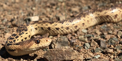 San Francisco snake