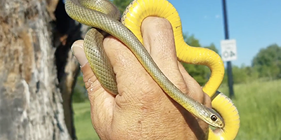 San Francisco snake